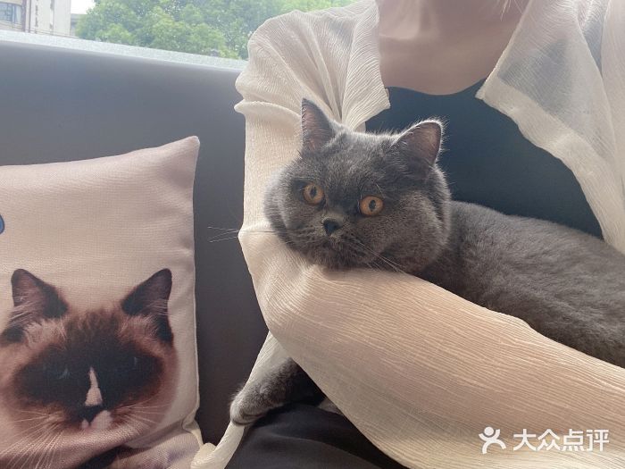 首先感謝點評爸爸讓我中的雷王餐四讓我家小貓咪體驗了人生中第一次體檢