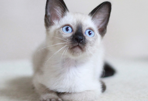 寵物貓飼養過程介紹，新手養貓收藏！